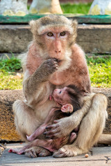 Crab-eating macaque