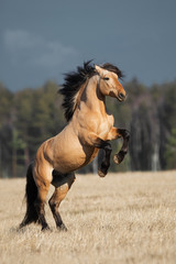 Beautiful buckskin rearing horse with long mane on natural summer background