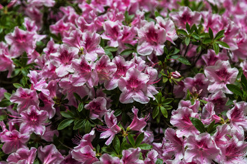 Obraz premium background of blooming pink rhododendrons