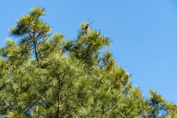 Brown cones on long branches Pitsunda pine Pinus against blue sky. Evergreen landscaped garden. Nature concept for design.