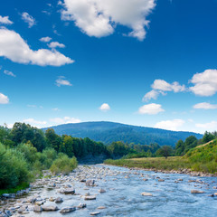 Photo of mountain river with green misty thick Carpathian forest at summer day in mountains