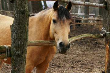 Fototapeta premium Horse outdoors, cropped shot. Pets, mammals, farm concept. Horse in a stable, close up.