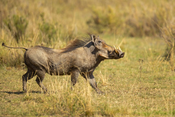 Common warthog (Phacochoerus africanus) is a wild member of the pig family (Suidae) found in grassland, savanna, and woodland in sub-Saharan Africa.
