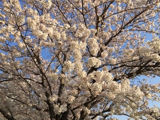 Obraz premium 桜