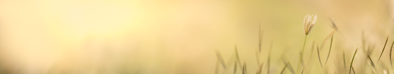 Obraz premium Close up beautiful nature view grass flower on blurred greenery background under sunlight with bokeh and copy space using as background natural plants landscape, fresh ecology cover concept.