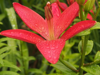 Lily flower after rain. Red petals covered with water droplets.