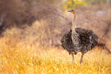common ostrich (Struthio camelus), or simply ostrich, is a species of large flightless bird native to certain large areas of Africa. - obrazy, fototapety, plakaty