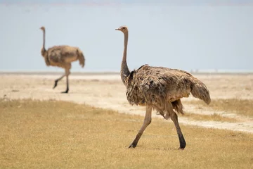 Foto auf Acrylglas common ostrich (Struthio camelus), or simply ostrich, is a species of large flightless bird native to certain large areas of Africa. © Milan