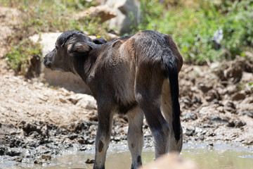 buffle d'eau