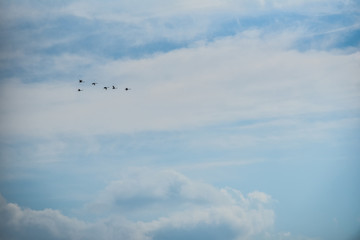 Swans fly to warm countries. Minimalism
