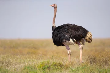 Foto op Canvas gewone struisvogel (Struthio camelus), of gewoon struisvogel, is een soort grote loopvogel die inheems is in bepaalde grote delen van Afrika. © Milan