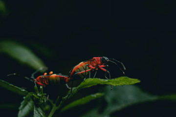 red butterfly on a leaf