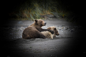  Geeignetes schönes Hintergrundbild für Desktops - Grizzlybären - Mutter mit Kind
