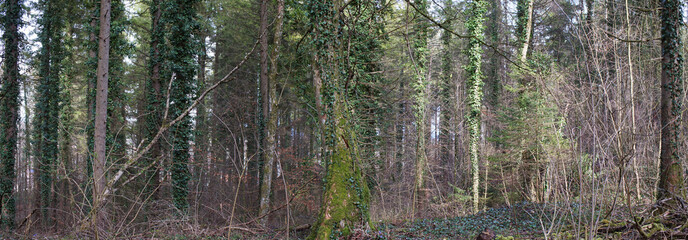 Panorama im Wald