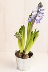 Purple hyacinth flower in a metal pot. Closeup.