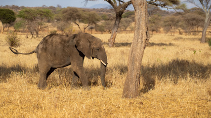 African bush elephant (Loxodonta africana), also known as the African savanna elephant, is the largest living terrestrial animal with bulls