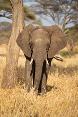 Naklejka na ściany i meble African bush elephant (Loxodonta africana), also known as the African savanna elephant, is the largest living terrestrial animal with bulls