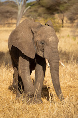 African bush elephant (Loxodonta africana), also known as the African savanna elephant, is the...