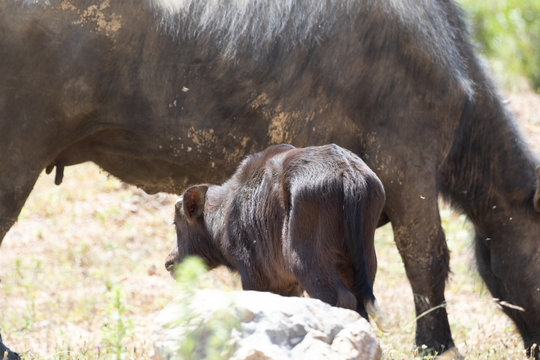 buffle d'eau