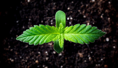 Close up of small plant of cannabis seedlings. The stage of vegetation hemp. Seedling in the ground in the sun, cultivation in an indoor marijuana. Top view .