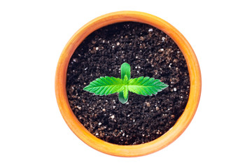 Growing cannabis at home. A young hemp plant in a pot, shot from the top on isolated white background with copy space