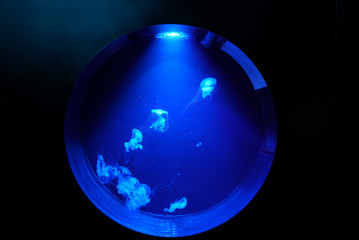 Group of jellyfish under the blue neon light in the round aquarium