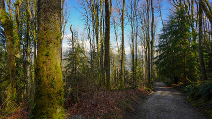 Cardiac Hill on TransCanada Trail at Burnaby Mountain Park on a bright winter day
