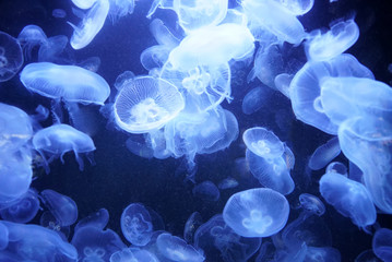 Group of light blue jellyfish swimming in dark sea