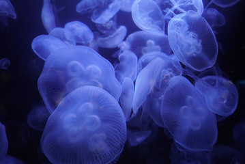 Group of light blue jellyfish swimming in dark sea