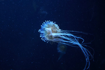 Transparent white jellyfish swimming in dark blue water, close up