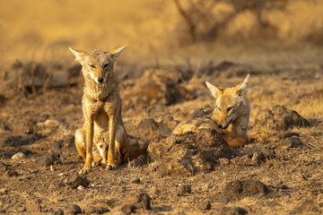 Naklejka premium black-backed jackal (Canis mesomelas) is a canid native to eastern and southern Africa. These regions are separated by roughly 900 kilometers. 