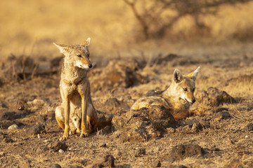 black-backed jackal (Canis mesomelas) is a canid native to eastern and southern Africa. These regions are separated by roughly 900 kilometers. 