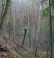 Lebender Baumstumpf