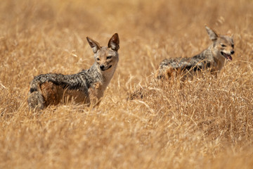Plakat black-backed jackal (Canis mesomelas) is a canid native to eastern and southern Africa. These regions are separated by roughly 900 kilometers. 