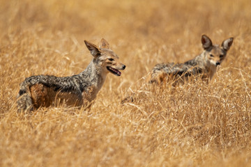 Obraz na płótnie Canvas black-backed jackal (Canis mesomelas) is a canid native to eastern and southern Africa. These regions are separated by roughly 900 kilometers. 