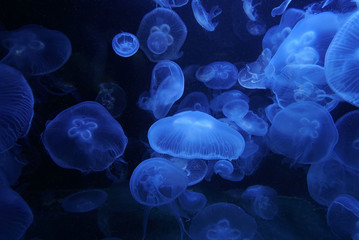 Group of light blue jellyfish swimming in dark sea © Sylwia