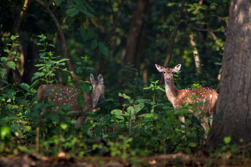 Tow Beautiful young spotted deer looking