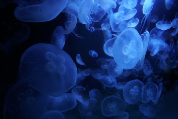 Group of light blue jellyfish swimming in dark sea