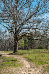 Fototapeta na wymiar Wooded park with trails
