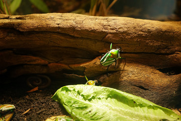 Stripped green flower beetle on the wooden trunk