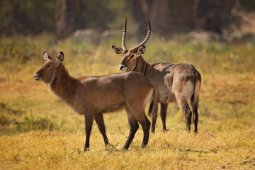 Defassa waterbuck is a large, robust animal with long, shaggy hair and a brown-gray coat that emits an oily secretion from its sweat glands, which acts as a water repellent.