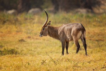 Defassa waterbuck is a large, robust animal with long, shaggy hair and a brown-gray coat that emits an oily secretion from its sweat glands, which acts as a water repellent.