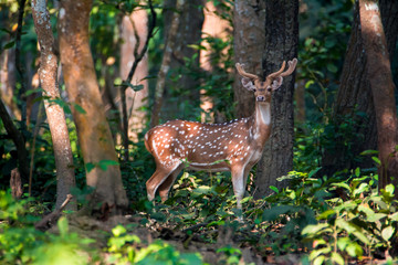Fototapeta premium Male spotted deer looking towards