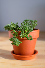 Small crassula plant in clay pot at wooden table. Urban jungle. Modern room decoration.