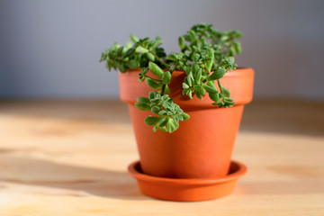 Small crassula plant in clay pot at wooden table. Urban jungle. Modern room decoration.