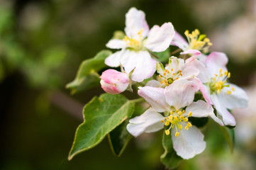 Background of blooming beautiful flowers of apple on a sunny day in early spring close up, soft focus
