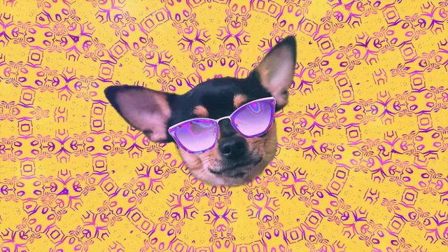 Dog chihuahua happy faces gif animation, motion design pattern in 3d with color background, fashion promo or nightclub vj art perfomance
