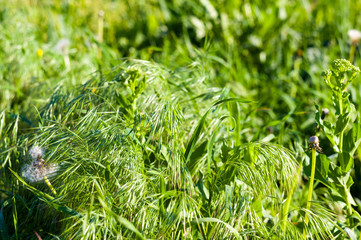 Spring or summer natural abstract background with grass in the garden