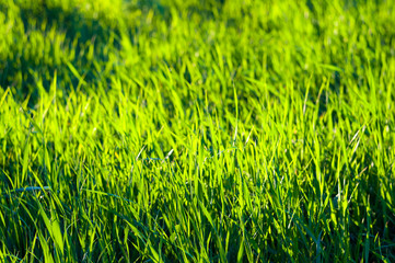 Spring or summer natural abstract background with grass in the garden
