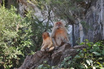 Singes Phuket en Thaïlande